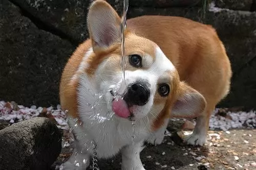صور - لماذا يرفض الكلب شرب الماء ؟