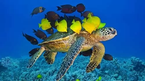 صور - معلومات عن السلاحف البحرية بالصور