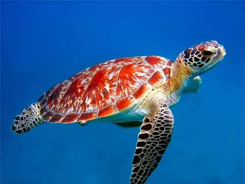 معلومات عن السلاحف البحرية بالصور