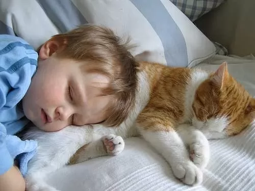 صور - طرق اعداد القطة للعيش مع طفلك المولود