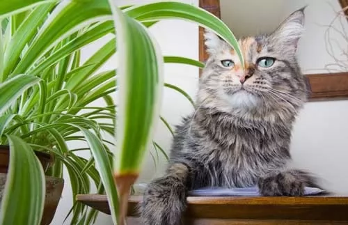 صور - لماذا تحب القطط اكل النباتات المنزلية ؟