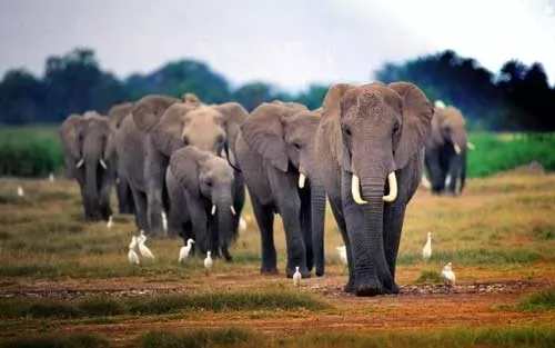 صور - معلومات عن الفيل الافريقي والفيل الاسيوي بالصور