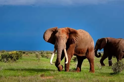 صور - معلومات عن الفيل الافريقي والفيل الاسيوي بالصور