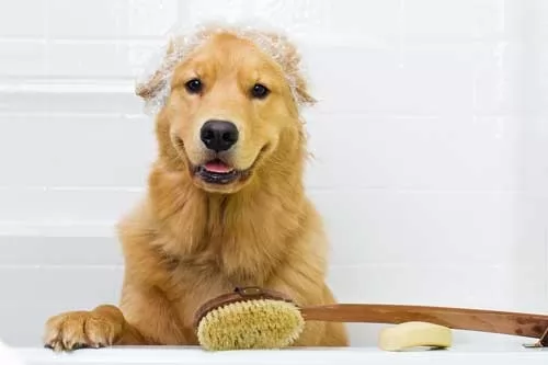 صور - نصائح عن كيفية استحمام الكلاب