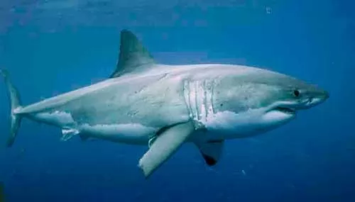 8 معلومات غريبة عن اسماك القرش
