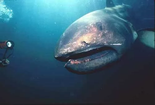 8 معلومات غريبة عن اسماك القرش