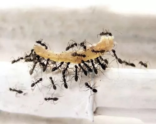 صور - كيفية القضاء على النمل في المنزل بطريقة طبيعية
