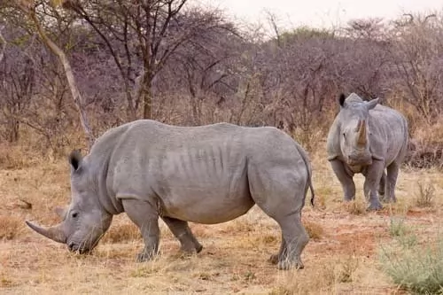 صور - معلومات عن وحيد القرن الابيض بالصور