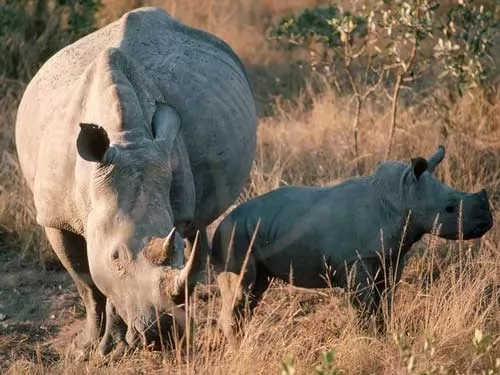 صور - معلومات عن وحيد القرن الابيض بالصور