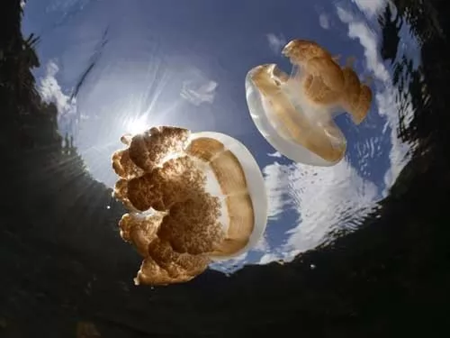 قنديل البحر الذهبي اجمل انواع قنديل البحر بالصور