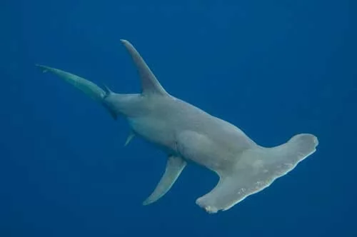 نوع جديدة من سمك القرش المطرقة - كارولينا المطرقة