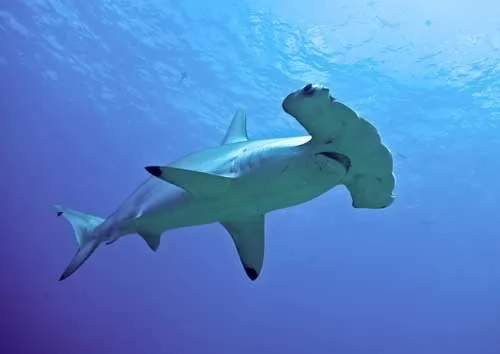 نوع جديدة من سمك القرش المطرقة - كارولينا المطرقة