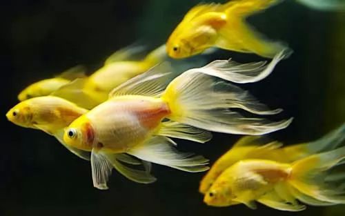 10 معلومات مثيرة عن الاسماك بالصور