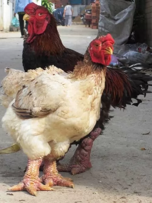 صور - غرائب الحيوانات - فصيلة دجاج تمتلك اغرب سيقان في العالم