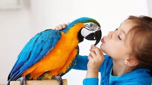 صور - كيفية تربية الطيور كحيوانات اليفة