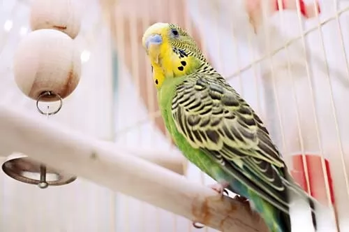 صور - كيفية تربية الطيور كحيوانات اليفة