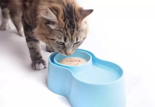 صور - كيفية اختيار وعاء أكل القطط