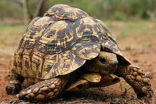 صور - معلومات عن السلحفاة النمرية احد اكبر انواع السلاحف