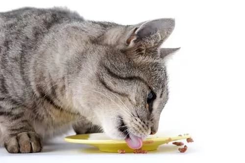 صور - اكل القطط ، كيف تتبع نظام غذائي متوازن لقطتك ؟