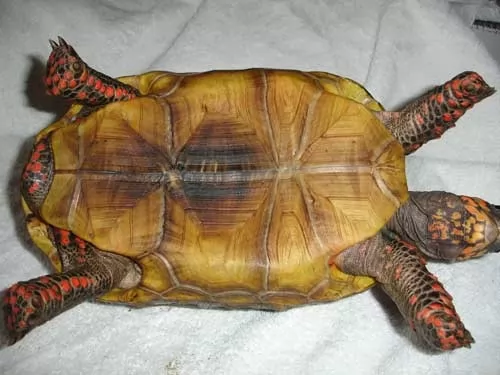 صور - السلحفاة حمراء القدم - افضل انواع السلاحف الاليفة