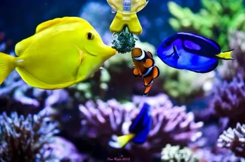 صور - الحيوانات البحرية التي تعيش في الحاجز المرجاني العظيم