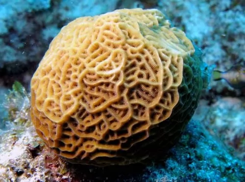 الحيوانات البحرية التي تعيش في الحاجز المرجاني العظيم