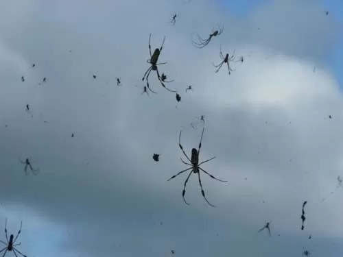 صور - غرائب الكون - مدينة استرالية مغطاة بالكامل بخيوط العنكبوت