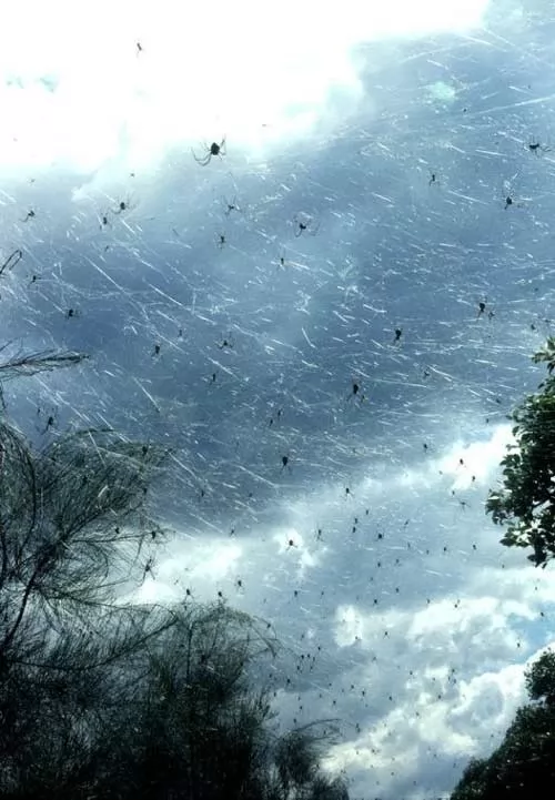 صور - غرائب الكون - مدينة استرالية مغطاة بالكامل بخيوط العنكبوت
