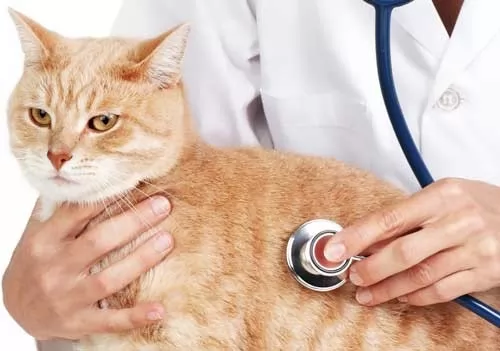 تشخيص وعلاج حساسية القطط