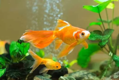 لماذا تدور السمكة الذهبية حول نفسها ؟