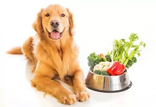 صور - افضل انواع اكل الكلاب الصحي