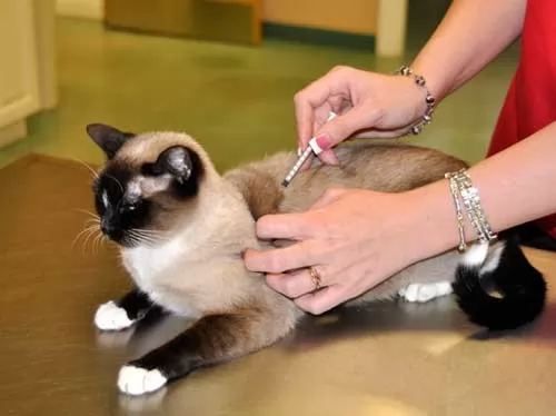ما هي تطعيمات القطط الهامة ؟