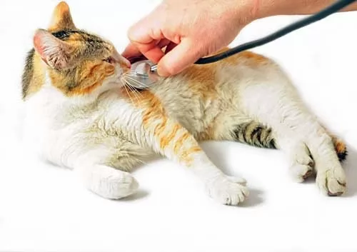 صور - لماذا يجب عرض القطط الاليفة على الطبيب البيطري ؟