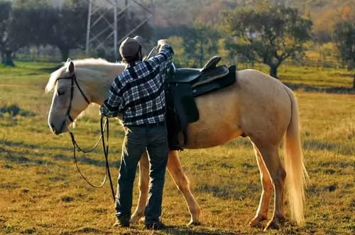 صور - كيفية تربية الخيول بطريقة سليمة