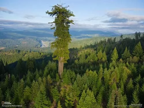 صور - اين توجد اطول شجرة في العالم ؟