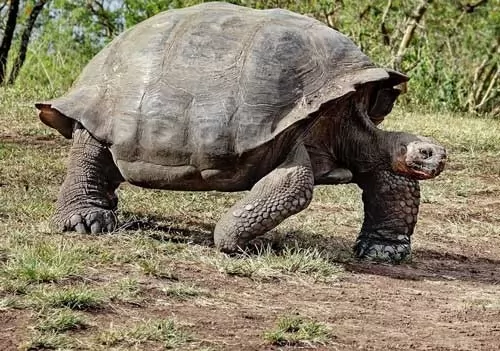 صور - سلحفاة ألدابرا العملاقة احد اكبر انواع السلاحف في العالم