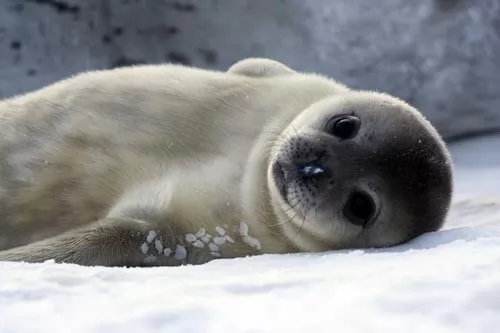 بعض انواع الحيوانات القطبية التى تعيش بالجليد