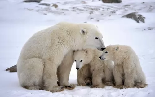 بعض انواع الحيوانات القطبية التى تعيش بالجليد