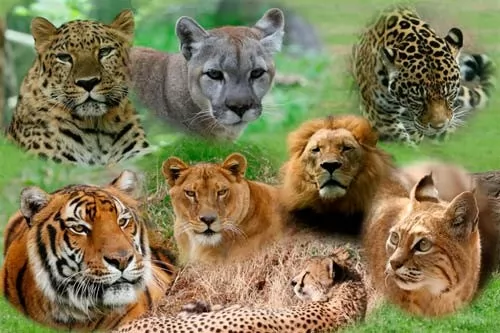 صور - اهم الحيوانات المهددة بالانقراض فى الهند