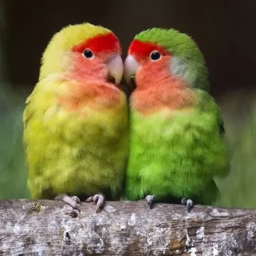 صور - ما هو نوع المناخ الذى تعيش به طيور الحب ؟