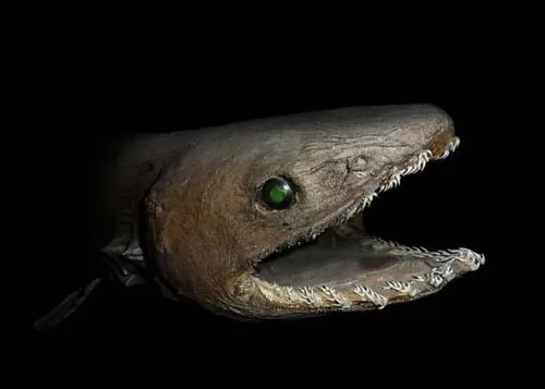 صور - بحث عن اسماك القرش المنقرضة