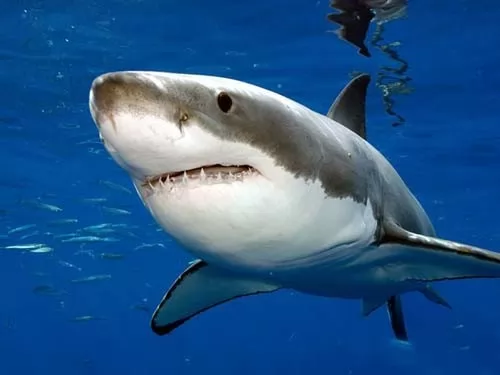صور - سمك القرش الابيض احد اخطر انواع سمك القرش