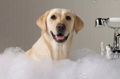 صور - استخدام الشامبو ومنعم الشعر لغسل شعر الكلب