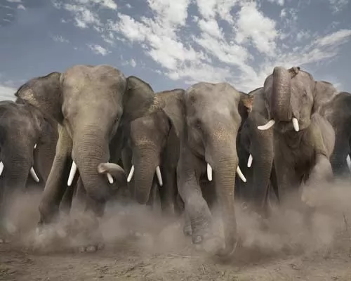صور - الفيل الافريقي اكبر حيوان في العالم