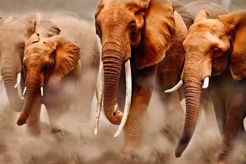 صور - الفيل الافريقي اكبر حيوان في العالم