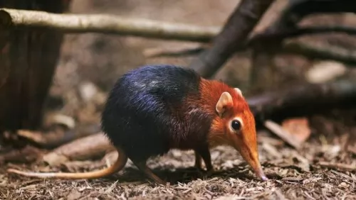 ما هو اصغر حيوان في العالم ؟