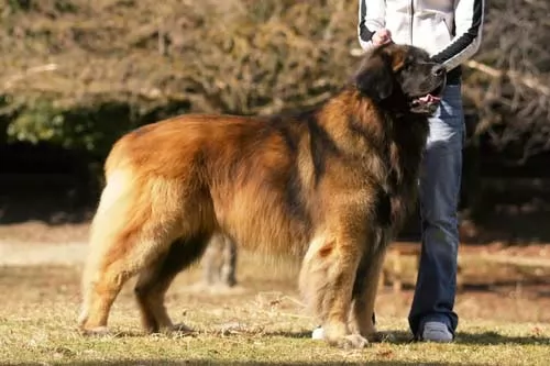 ما هي اكبر انواع كلاب في العالم ؟