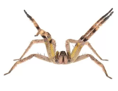 صور - انواع العناكب السامة في العالم بالصور