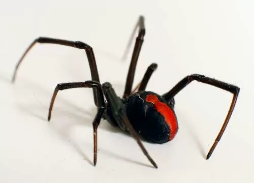 صور - انواع العناكب السامة في العالم بالصور