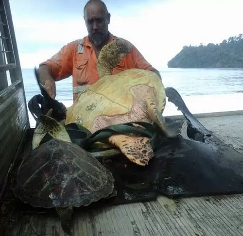 صور - غرائب وعجائب العالم - رجل يشترى السلاحف البحرية من السوق ويعيدها الى المحيط